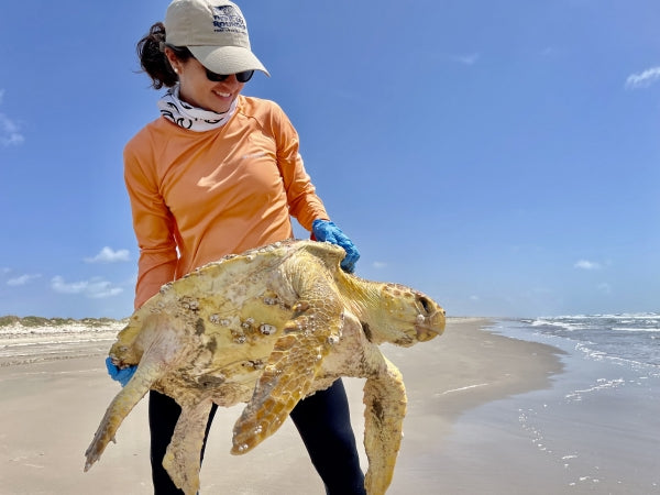 Texas Scientists Rescue Loggerhead Turtles