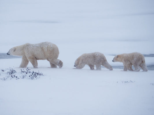 Revolutionary Tech Helps Scientists Study Polar Bears